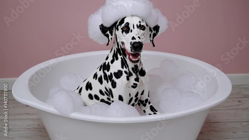 The Dalmatian in Bubbles