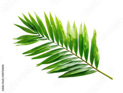 vibrant palm leaf with elongated fronds showcases nature beauty and elegance