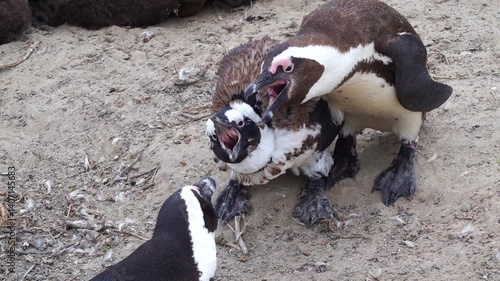 Angry couple of penguins at the Boulders beach in South Africa (With Sound)