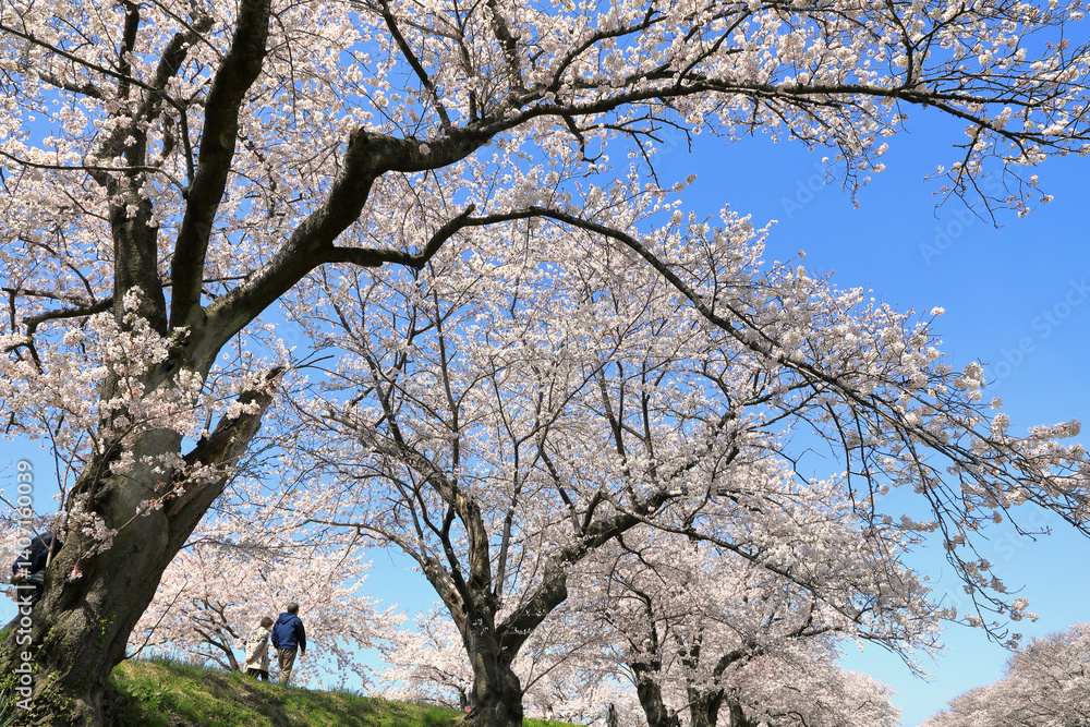 舟川べりの桜並木の絶景の桜 ( 富山県 朝日町 )