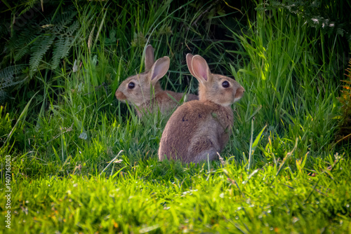 Photography rabbits in the grass