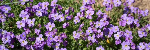 Aubrieta. Banner with blooming spring flowers. Spring alpine environment 