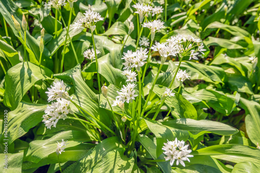Closeup of budding and flowering wild garlic plants on a sunny day in the Dutch spring season.