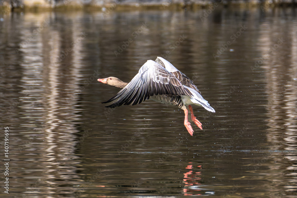 The flying greylag goose, Anser anser is a species of large goose