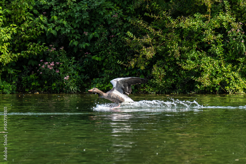 The greylag goose, Anser anser is a species of large goose