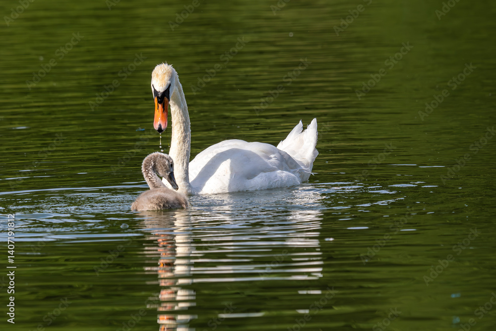 Mute swan family, Cygnus olor swimming on a lake. Mother with babies