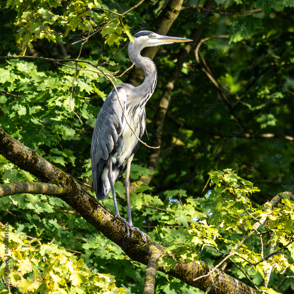 Grey heron, Ardea cinerea, sitting on a branch in a tree and looking around