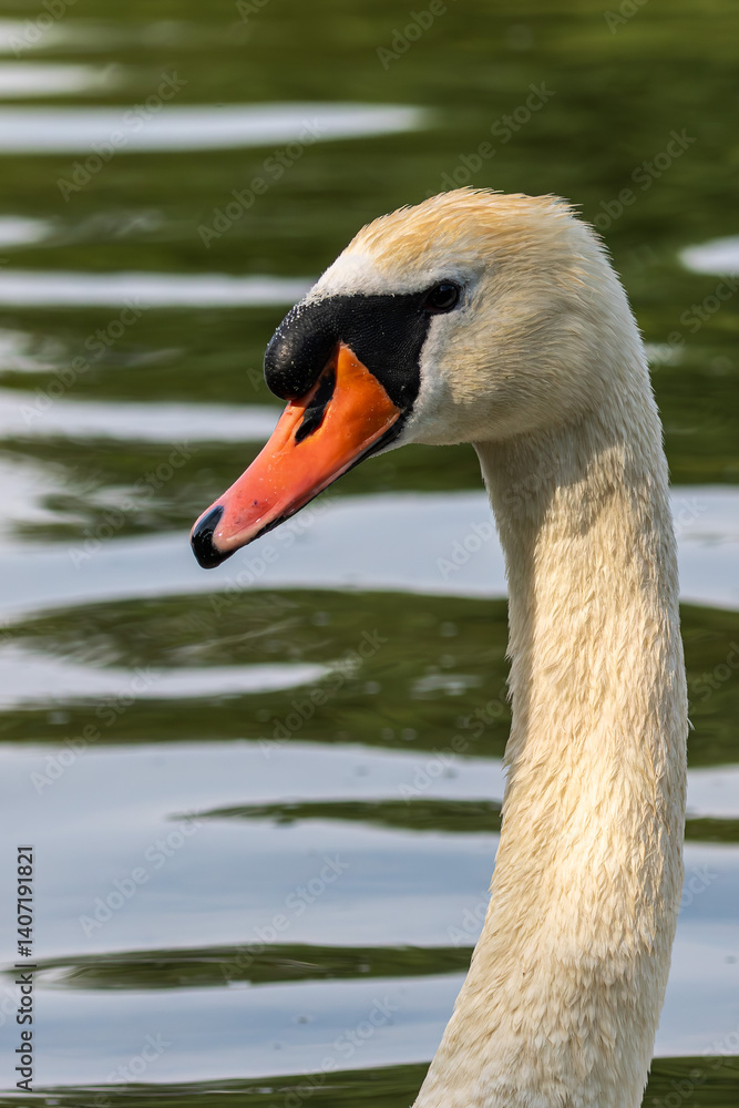 Mute swan, Cygnus olor swimming on a lake in Munich, Germany