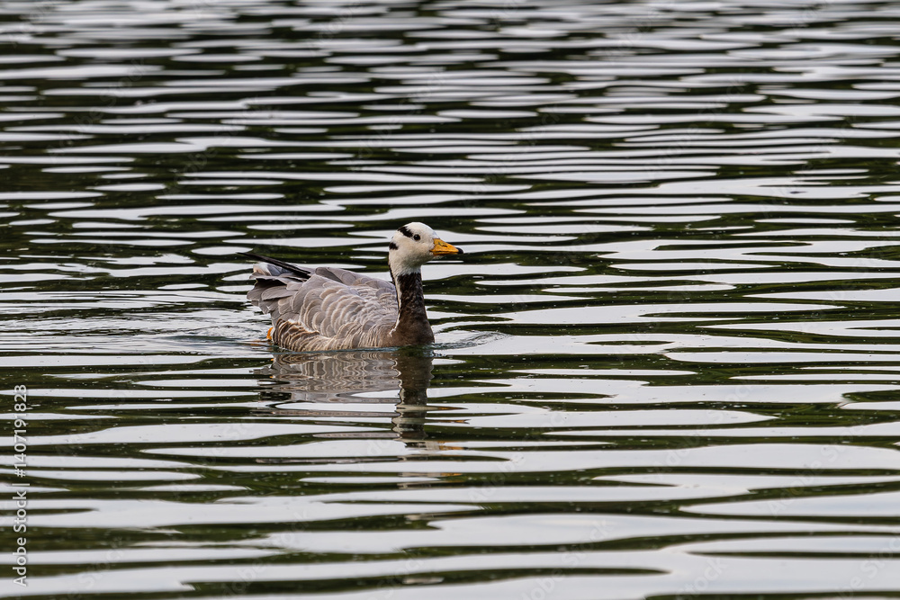 The bar-headed goose, Anser indicus seen in English Garden in Munich