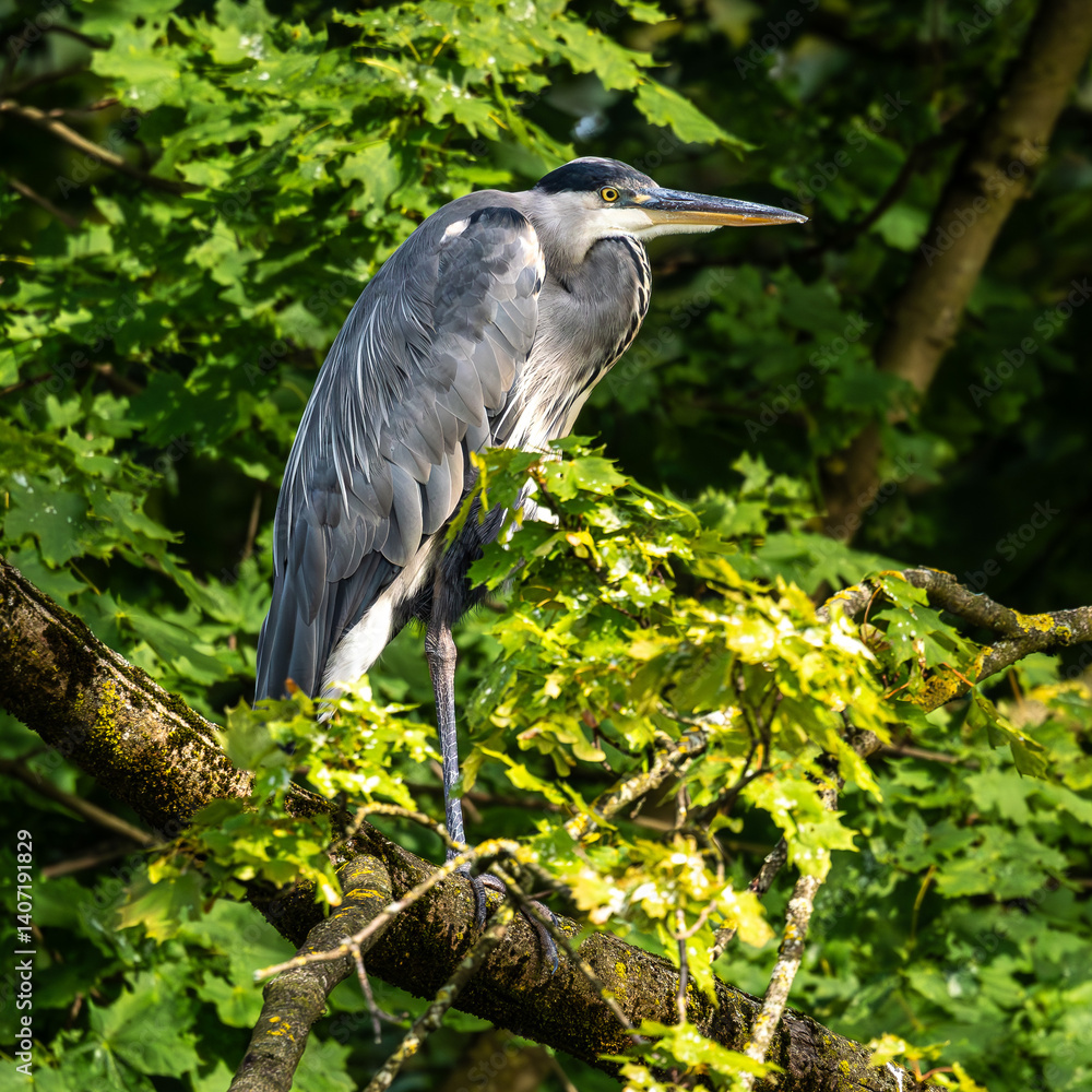 Grey heron, Ardea cinerea, sitting on a branch in a tree and looking around