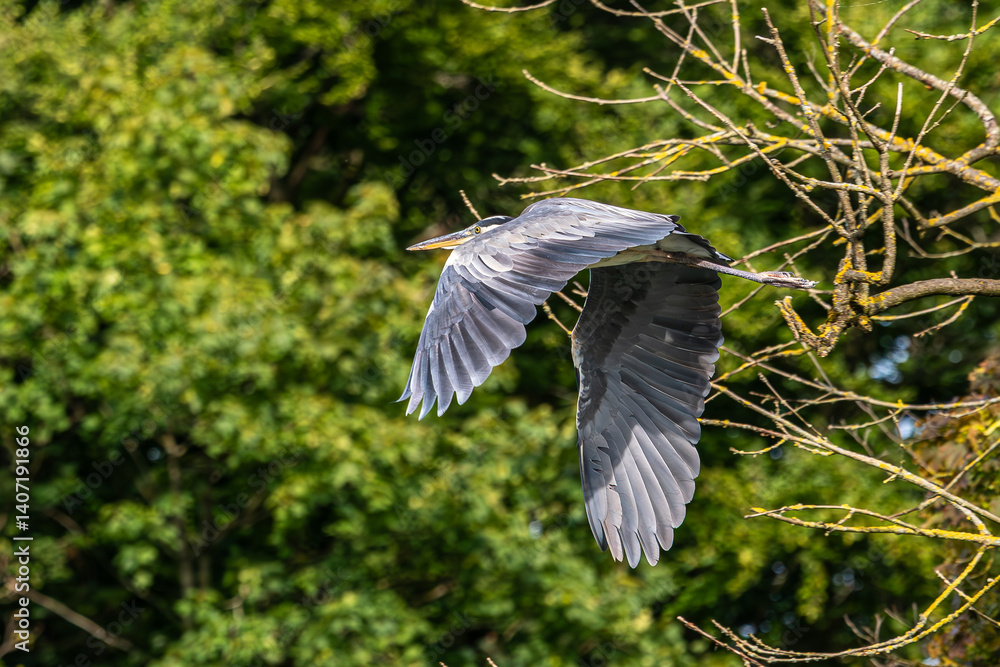 Grey Heron or Ardea cinerea. Single Grey Heron in flight.