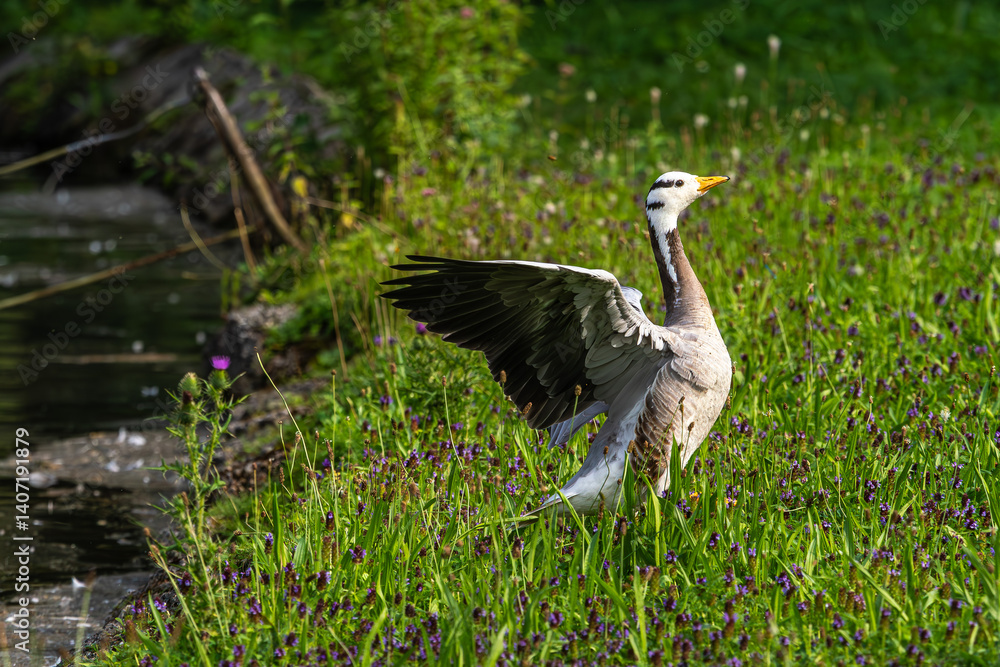 The bar-headed goose, Anser indicus seen in English Garden in Munich