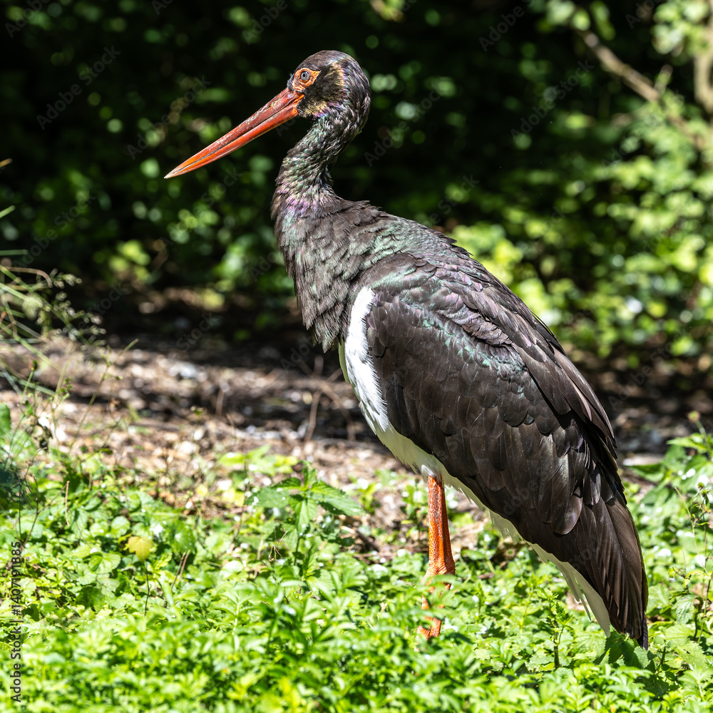 Black stork, Ciconia nigra in a german nature park