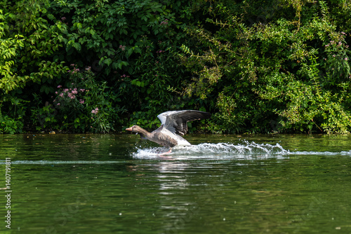 Obraz na płótnie The greylag goose, Anser anser is a species of large goose w salonie