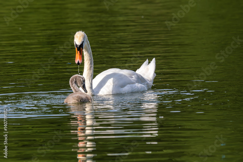 Obraz na płótnie Mute swan family, Cygnus olor swimming on a lake. Mother with babies w salonie