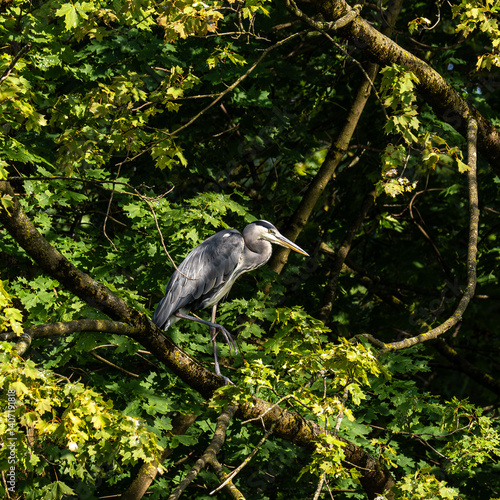 Obraz na płótnie Grey heron, Ardea cinerea, sitting on a branch in a tree and looking around w salonie