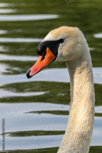 Mute swan, Cygnus olor swimming on a lake in Munich, Germany