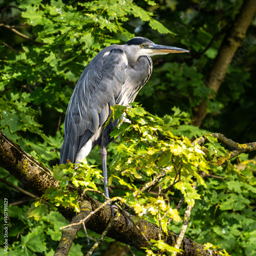 Obraz na płótnie Grey heron, Ardea cinerea, sitting on a branch in a tree and looking around w salonie