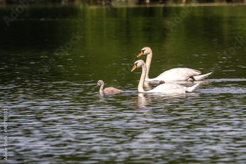 Obraz na płótnie Mute swan family, Cygnus olor swimming on a lake. Mother with babies w salonie