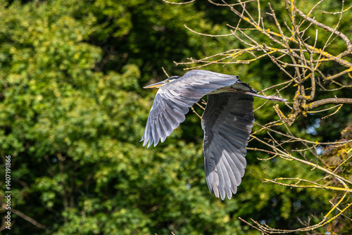 Obraz na płótnie Grey Heron or Ardea cinerea. Single Grey Heron in flight. w salonie