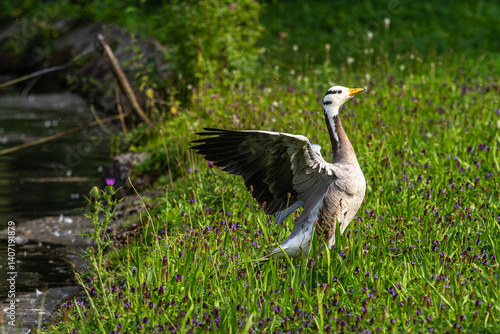 Obraz na płótnie The bar-headed goose, Anser indicus seen in English Garden in Munich w salonie
