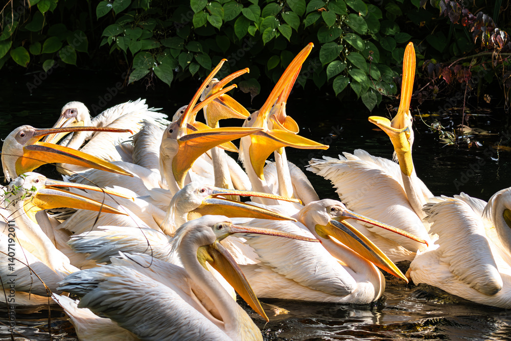 Great White Pelican, Pelecanus onocrotalus in a park