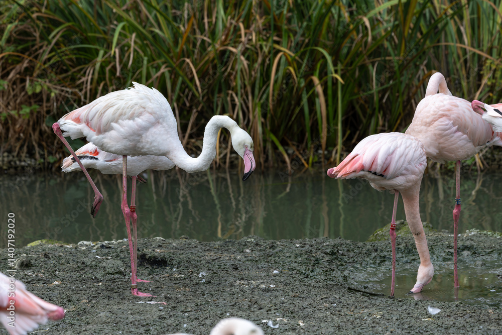 The American flamingo, Phoenicopterus ruber is a large species of flamingo