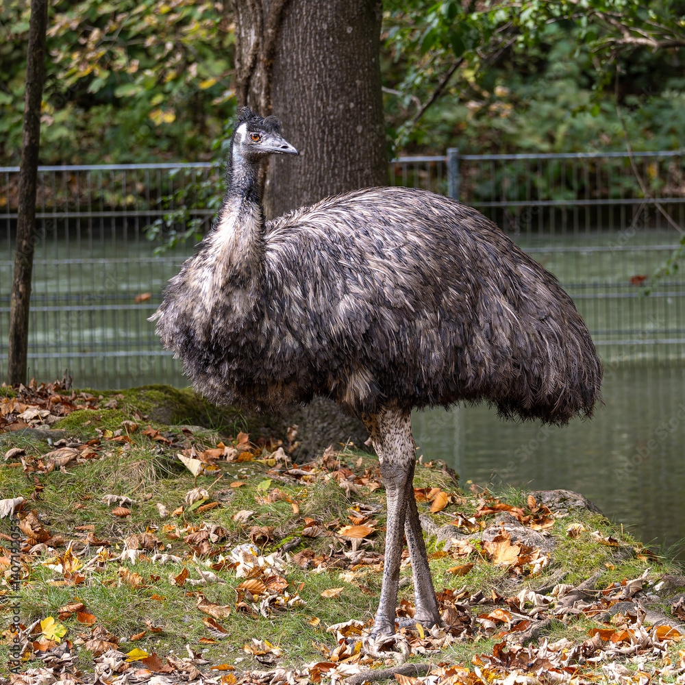 Emu, Dromaius novaehollandiae standing in grass in its habitat