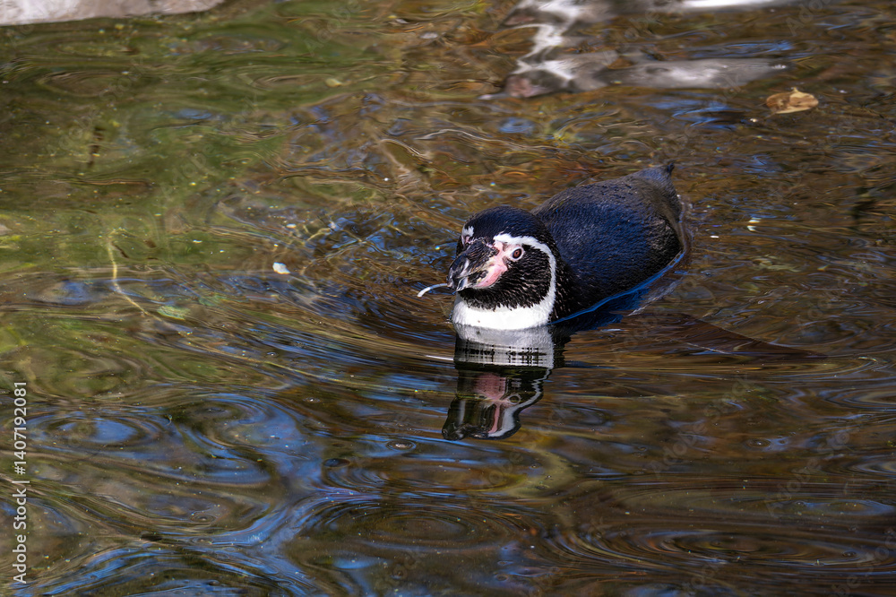 Humboldt Penguin, Spheniscus humboldti in a park