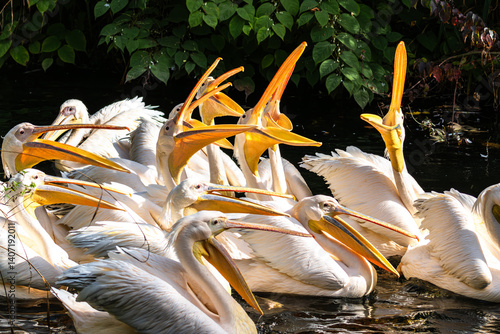 Obraz na płótnie Great White Pelican, Pelecanus onocrotalus in a park w salonie