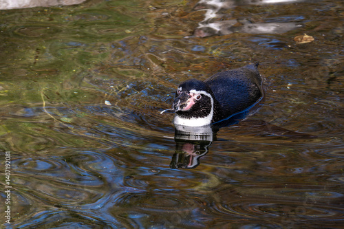 Obraz na płótnie Humboldt Penguin, Spheniscus humboldti in a park w salonie