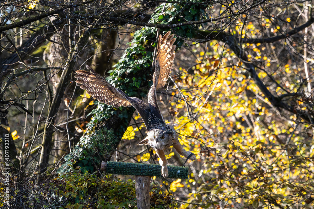 Siberian eagle owl, bubo bubo sibiricus. The biggest owl in the world