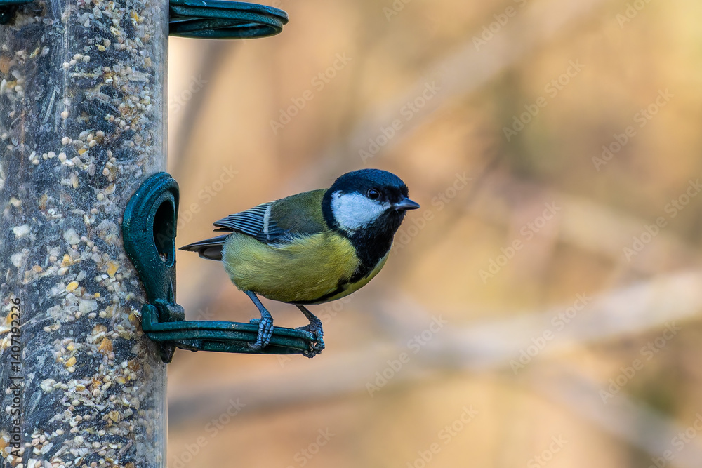 The Great Tit, Parus major from the tit family Paridae, perched on a bird feeder containing birdseed.