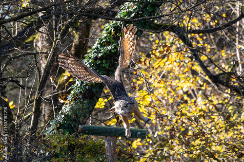 Obraz na płótnie Siberian eagle owl, bubo bubo sibiricus. The biggest owl in the world w salonie