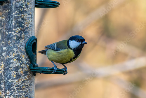 Obraz na płótnie The Great Tit, Parus major from the tit family Paridae, perched on a bird feeder containing birdseed. w salonie