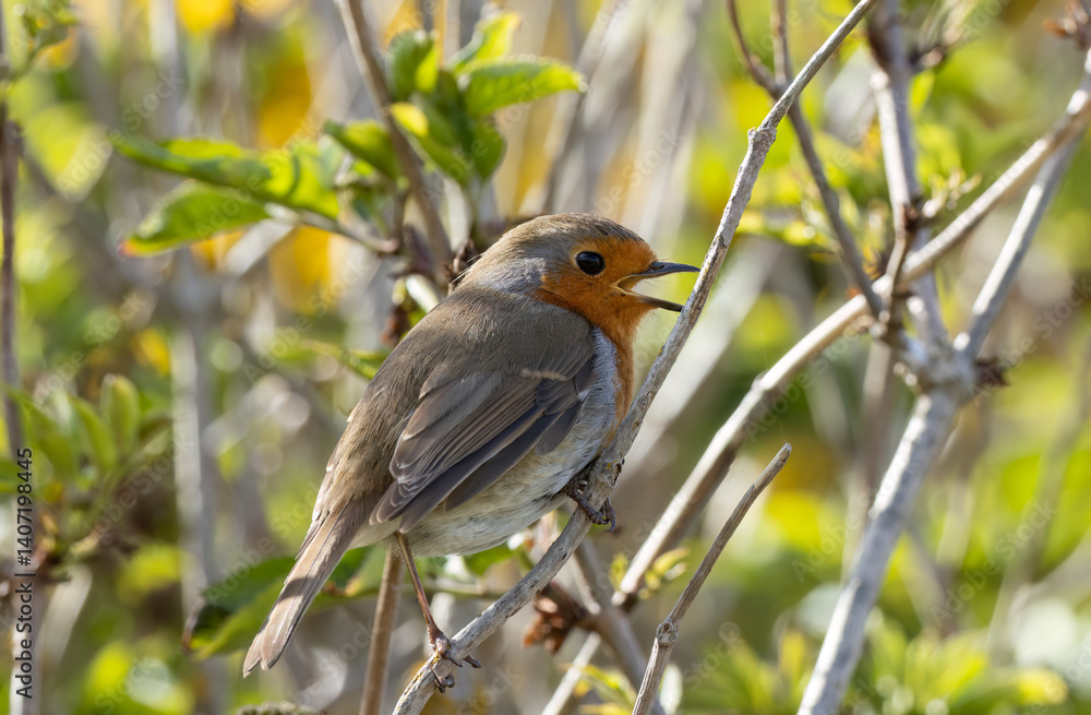 Obraz premium Robin redbreast bird on a branch