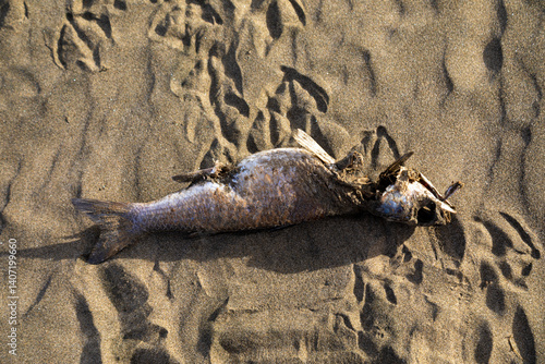 Принти на полотні A dead fish lies on the sand of a beach in Bethells Beach, Auckland, New Zealand