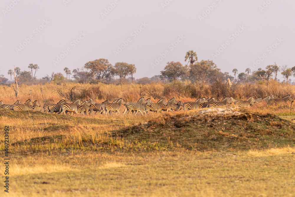Telephoto shot of a large herd of Burchell's Plains zebras, Equus quagga burchelli, running on the dry lands of the Okavango Delta, Botswana.