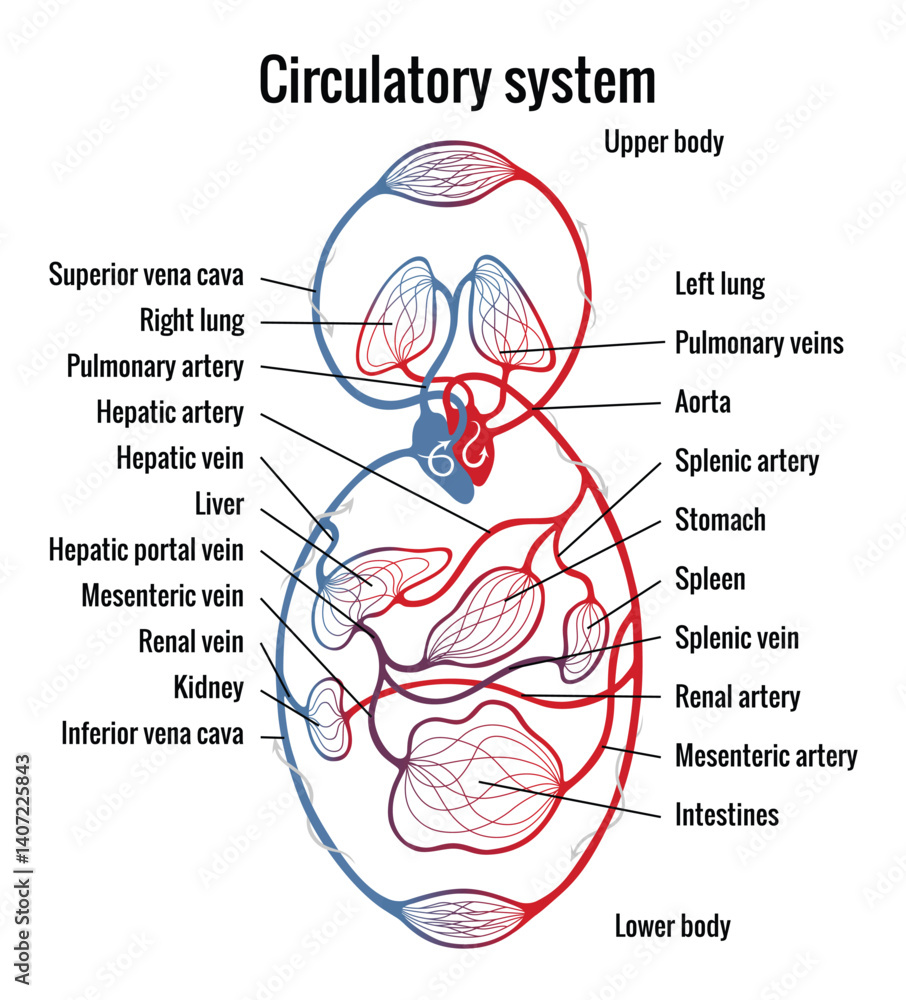 Obraz premium Human bloodstream or circulatory system with captions. Pulmonary circulation in lungs and heart to other internal organ. Blood vessels scheme. Medical infographic, vector diagram