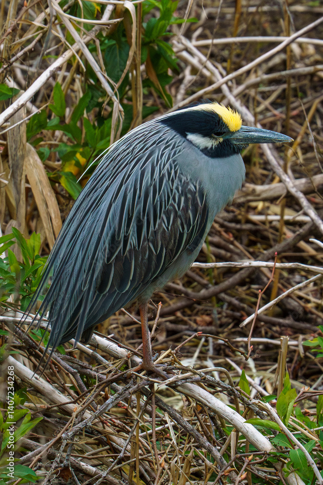 Fototapeta premium Black Crowned Night Heron