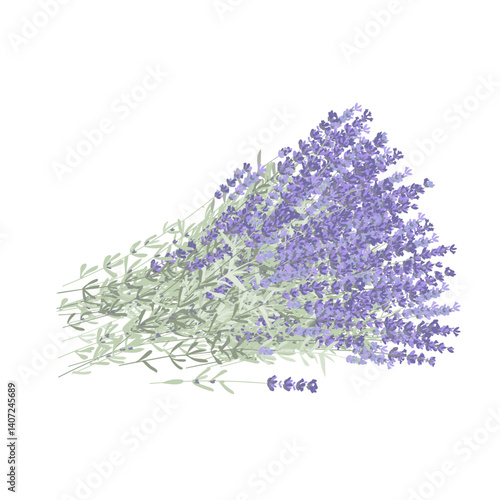 Armful of lavender flowers. Big bunch of fresh lavandula. Vector isolated illustration. Design element for Provence style.