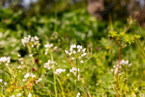Pairie de fleurs blanches sauvages et herbes folles au soleil, ail de Naples