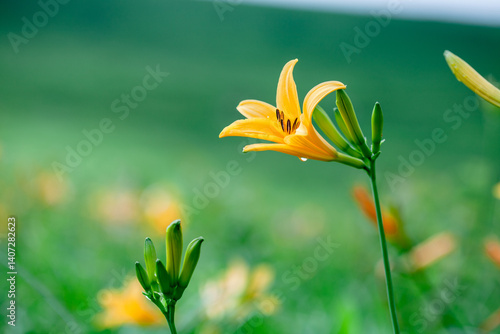 霧ヶ峰高原のニッコウキスゲの群落2