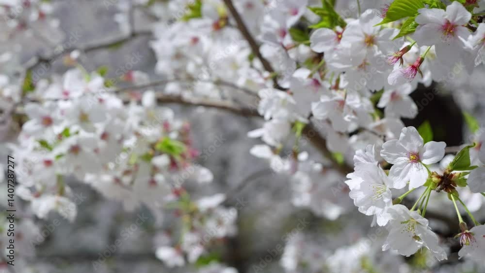 Beautiful Sakura Cherry blossom trees, close up slider Beautiful Sakura Cherry blossom trees, close up slider