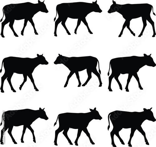 Silhouetted Cow Pattern; Cows Walking on Transparent Background; Domestic Farm Animal