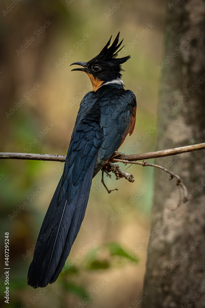 custom made wallpaper toronto digitalWild Chestnut-winged Cuckoo Perched Calmly in Woodland Environment