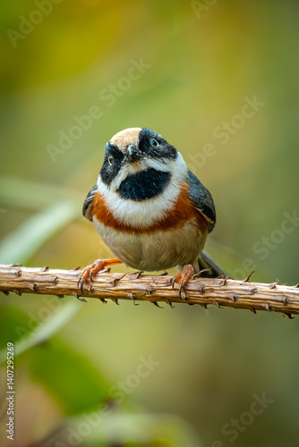 Wallpaper Mural Curious Black-throated Bushtit Perched on Thorny Branch in Natural Forest Torontodigital.ca