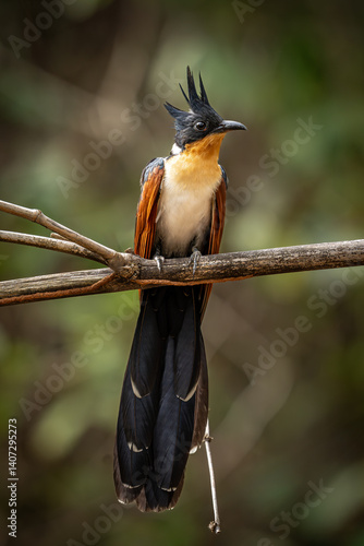 Wild Chestnut-winged Cuckoo Perched Calmly in Woodland Environment