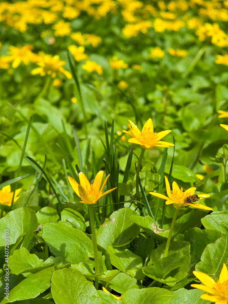 Vibrant yellow flowers blooming in a field, with a bee Vibrant yellow flowers blooming in a field, with a bee