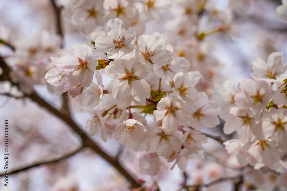 abstract cherry blossom, Soft focus, Background abstract cherry blossom, Soft focus, Background